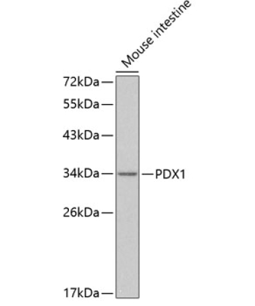 PDX1 Rabbit Polyclonal Antibody