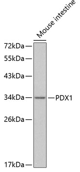 PDX1 Rabbit Polyclonal Antibody