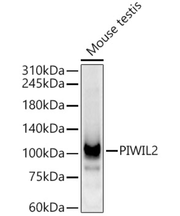 PIWIL2 Rabbit Polyclonal Antibody