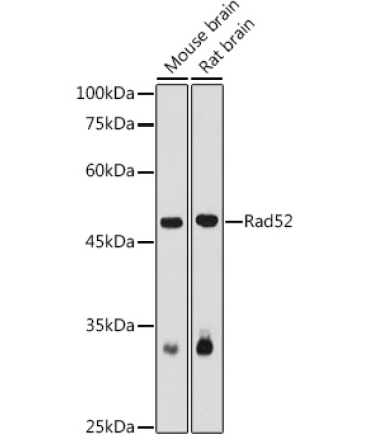 Rad52 Rabbit Polyclonal Antibody