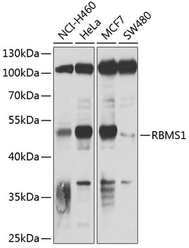 RBMS1 Rabbit Polyclonal Antibody