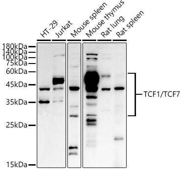 TCF1/TCF7 Rabbit Polyclonal Antibody