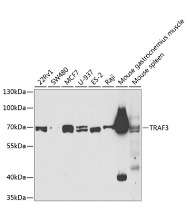 TRAF3 Rabbit Polyclonal Antibody