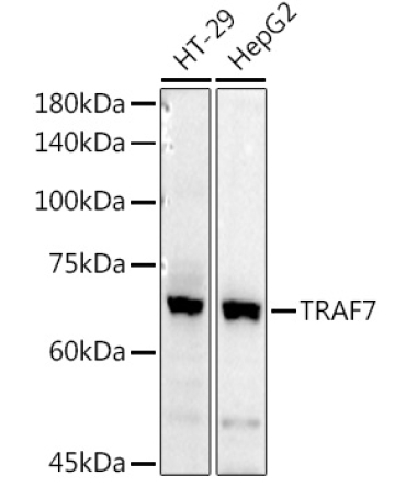 TRAF7 Rabbit Polyclonal Antibody