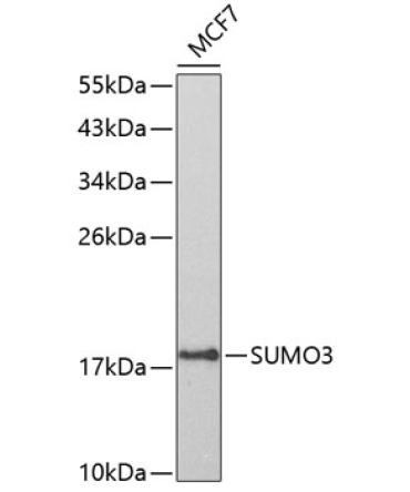 SUMO3 Rabbit Polyclonal Antibody
