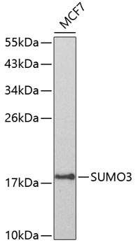 SUMO3 Rabbit Polyclonal Antibody