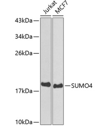SUMO4 Rabbit Polyclonal Antibody
