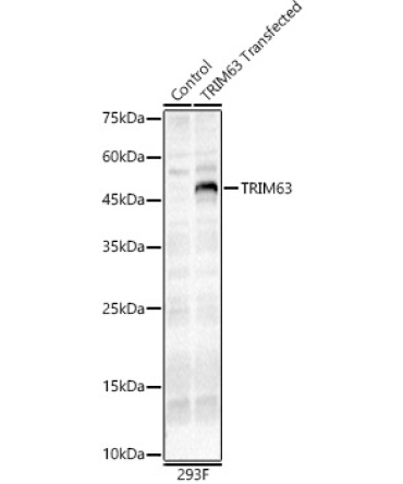 TRIM63 Rabbit Polyclonal Antibody