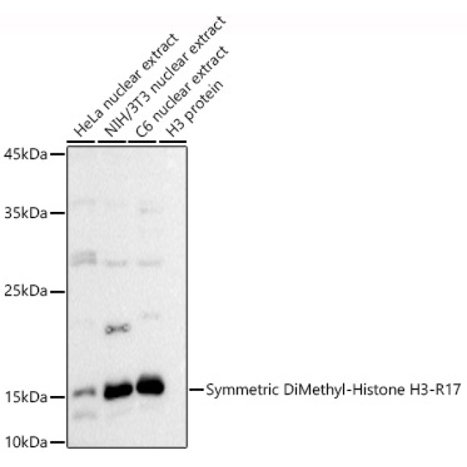 Symmetric DiMethyl-Histone H3-R17 Rabbit Polyclonal Antibody