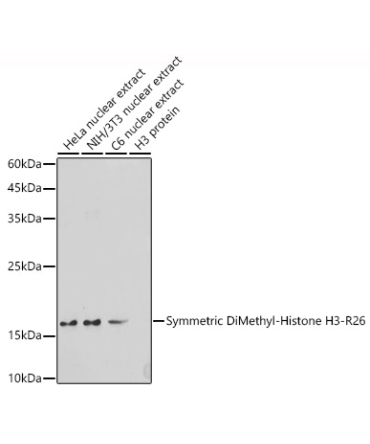 Symmetric DiMethyl-Histone H3-R26 Rabbit Polyclonal Antibody
