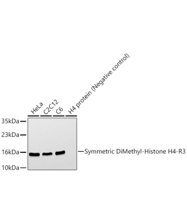 Symmetric DiMethyl-Histone H4-R3 Rabbit Polyclonal Antibody