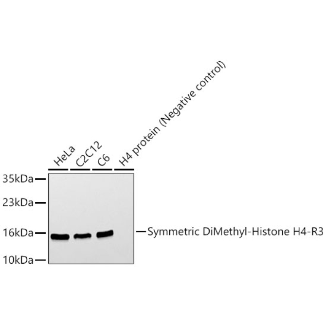 Symmetric DiMethyl-Histone H4-R3 Rabbit Polyclonal Antibody