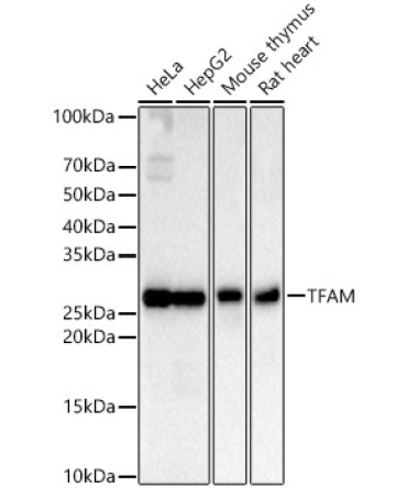 TFAM Rabbit Monoclonal Antibody