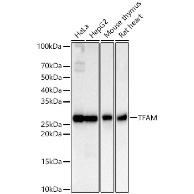 TFAM Rabbit Monoclonal Antibody