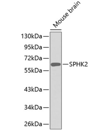 SPHK2 Rabbit Polyclonal Antibody
