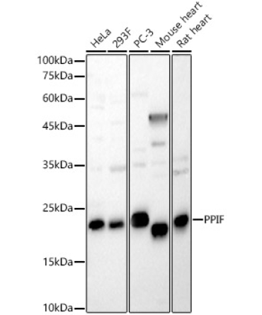 PPIF Rabbit Polyclonal Antibody