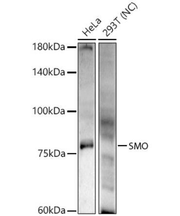 SMO Rabbit Polyclonal Antibody