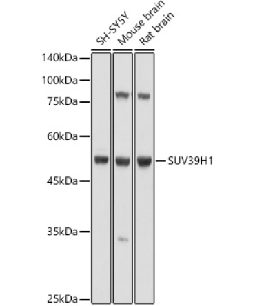 SUV39H1 Rabbit Polyclonal Antibody