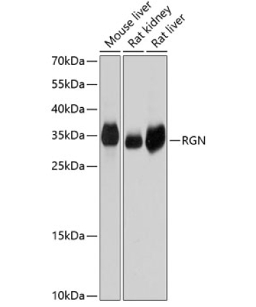 RGN Rabbit Polyclonal Antibody