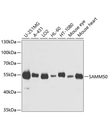 SAMM50 Rabbit Polyclonal Antibody
