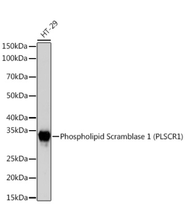 Phospholipid Scramblase 1 (PLSCR1) Rabbit Monoclonal Antibody
