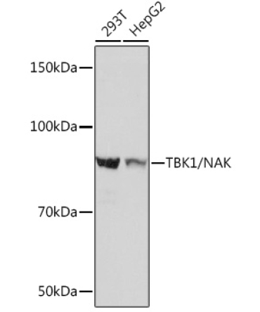 TBK1/NAK Rabbit Monoclonal Antibody