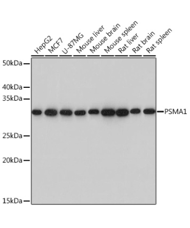 PSMA1 Rabbit Monoclonal Antibody