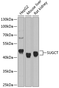 SUGCT Rabbit Polyclonal Antibody