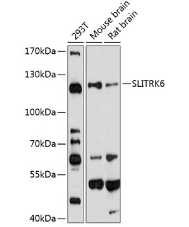 SLITRK6 Rabbit Polyclonal Antibody