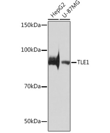 TLE1 Rabbit Monoclonal Antibody