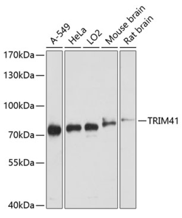 TRIM41 Rabbit Polyclonal Antibody