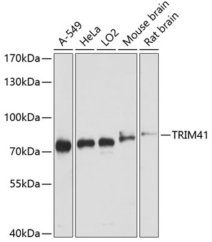 TRIM41 Rabbit Polyclonal Antibody