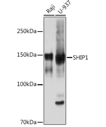 SHIP1 Rabbit Monoclonal Antibody