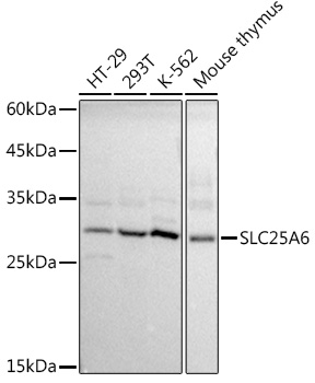 SLC25A6 Rabbit Polyclonal Antibody