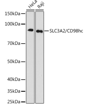 SLC3A2/CD98hc Rabbit Monoclonal Antibody