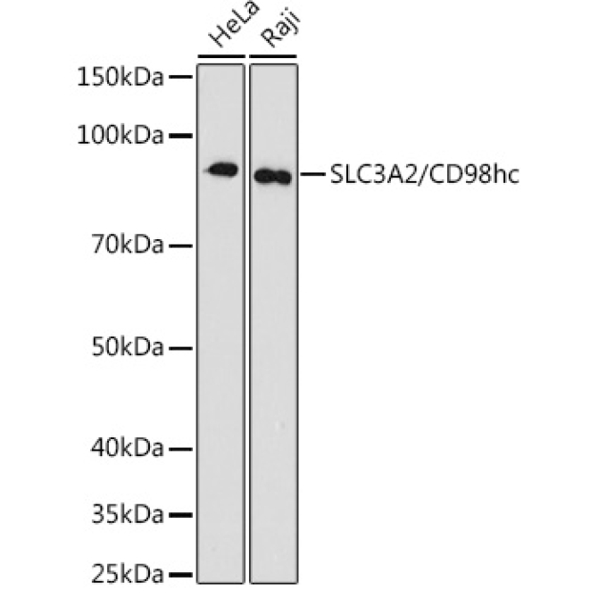 SLC3A2/CD98hc Rabbit Monoclonal Antibody