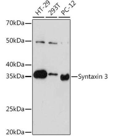 Syntaxin 3 Rabbit Monoclonal Antibody
