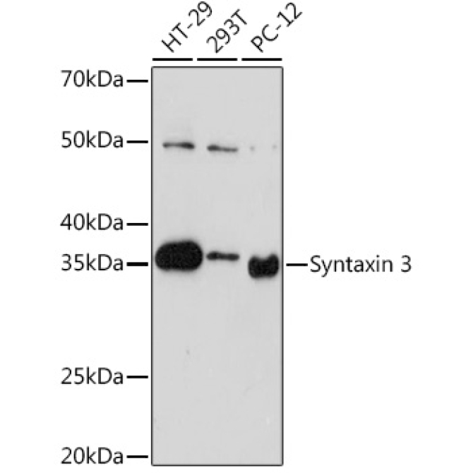 Syntaxin 3 Rabbit Monoclonal Antibody