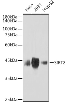 SIRT2 Rabbit Monoclonal Antibody
