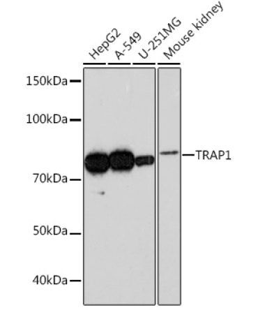 TRAP1 Rabbit Monoclonal Antibody