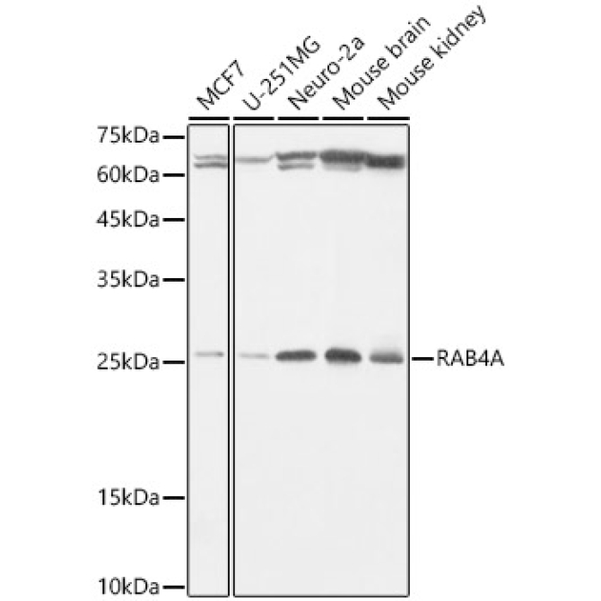 RAB4A Rabbit Monoclonal Antibody