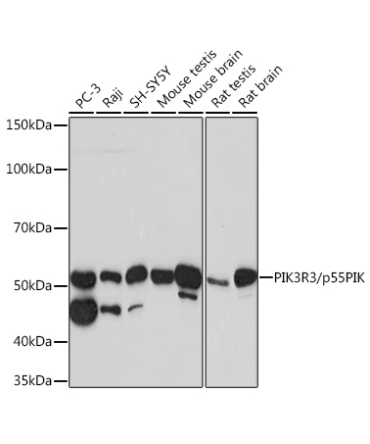 PIK3R3/p55PIK Rabbit Monoclonal Antibody