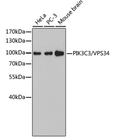 PIK3C3/VPS34 Rabbit Polyclonal Antibody