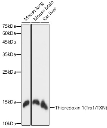 Thioredoxin 1 (Trx1/TXN) Rabbit Monoclonal Antibody