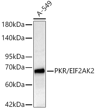 PKR/EIF2AK2 Rabbit Polyclonal Antibody