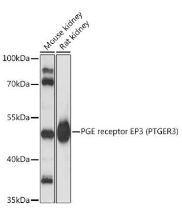 PGE receptor EP3 (PTGER3) Rabbit Polyclonal Antibody