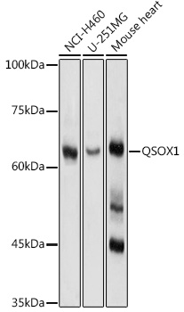QSOX1 Rabbit Polyclonal Antibody