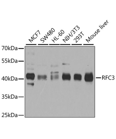 RFC3 Rabbit Polyclonal Antibody