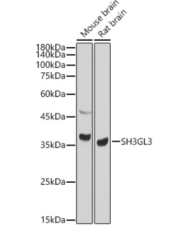 SH3GL3 Rabbit Polyclonal Antibody