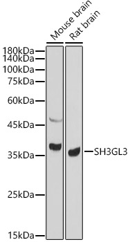 SH3GL3 Rabbit Polyclonal Antibody